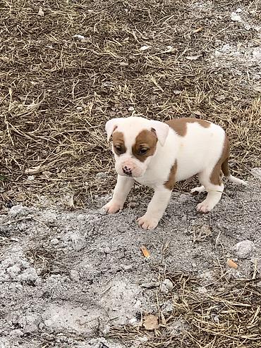 Продажа собак: Питбуль, 1 месяц, Самец — 2