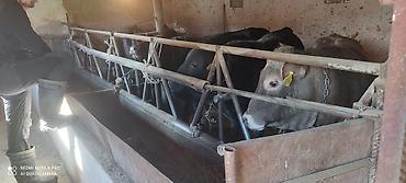 Коровы, быки: Продаю | Бык (самец) | Ангус, Герефорд | На откорм | Привязанные — 1