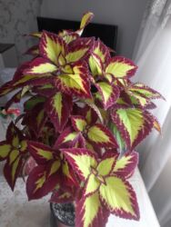 navalça satışı: Xalca gulu 12, 15 azn satilir