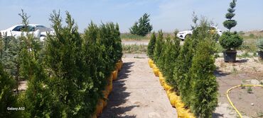 Декоративные деревья: Саженцы деревьев: Туи, Платная доставка at lalafo.kg — 6 Декоративные деревья: Саженцы деревьев: Туи, Платная доставка — 6