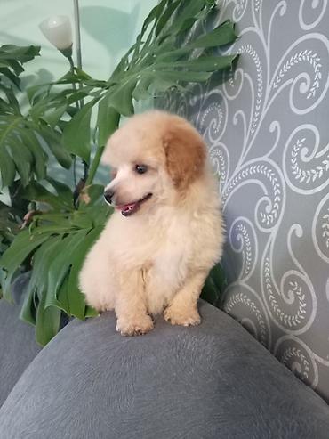 Psi: Patuljasta pudla muzjak 3meseca na lalafo.rs — 9 Psi: Patuljasta pudla muzjak 3meseca — 9