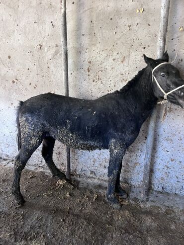 купить экзотических животных: Продаю | Жеребенок | На забой
