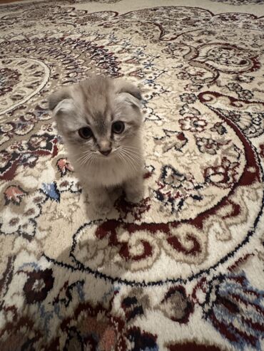 сколько стоит котенок вислоухий шотландец: Скотиш Фолд (Шотландиялык шалпаң кулак), 2 айлык, Ургаачы, Боз, Лотокко барууга үйрөтүлгөн