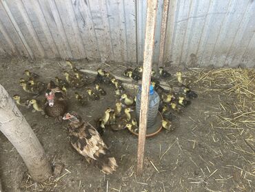 kuban ördəkləri: Lal ördek balaları satılır 1 heftelikler 6azn 15 günlükler 8 azn 2