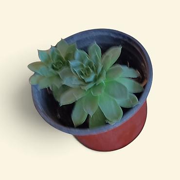 cvece dragon: Sukulenta u saksiji – Sempervivum (čuvarkuća) - Biljka sa dve rozete — 1