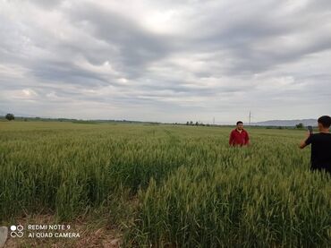 1293 объявлений: Продою семена пшеницы память 47 двух ручка озимый и яровой. Токмок
