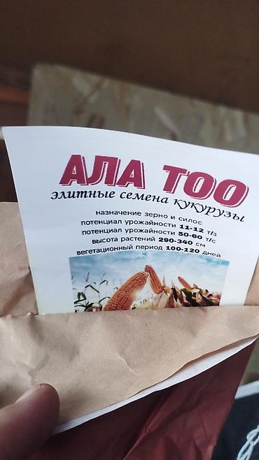 Кукуруза: ЭЛИТА жугору урондор местный Ала Тоо, Манас, Чуй 62 ж.б. гибрид жугору — 3