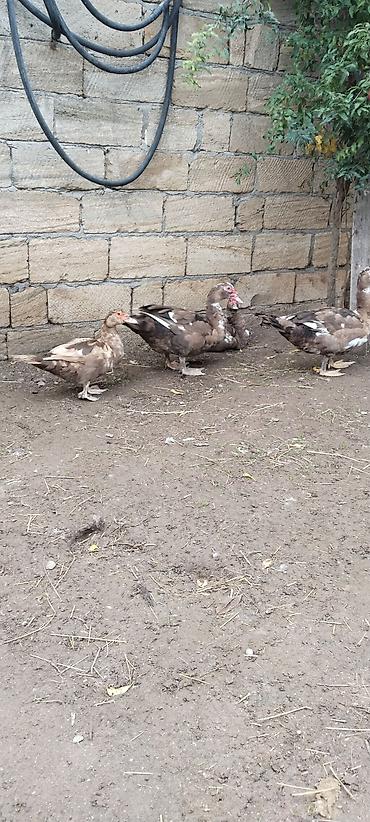 it cinsi adlari: 2 xoruz 2 feredi xoruzlarin kekisi 5 kq — 3