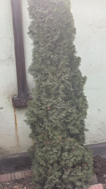 Декоративные деревья: Саженцы деревьев: Ели, Самовывоз — 11