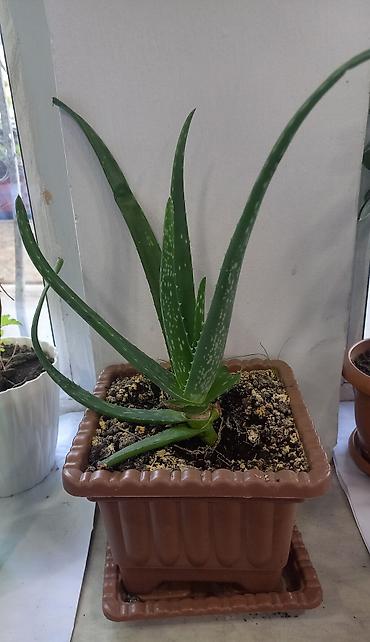 алоэ вера купить: Aloe vera (sukkulent) – dekorativ və faydalı otaq bitkisi - Növ: Aloe — 1