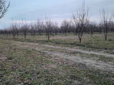 Torpaq sahələrinin satışı: 85 sot, Kənd təsərrüfatı, Kupça (Çıxarış)