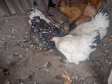 А/ч жаныбарлары үчүн тоюттар: В Канте продаются куры,годовалые,крупные,несутся,среди них было много — 9