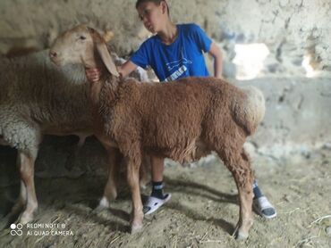 продажа домашних животных: Продаю | Ягненок | Арашан | Для разведения | Племенные