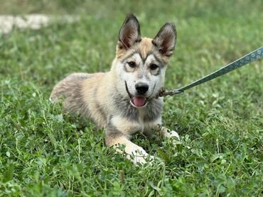 itler kangal: Xaski, 3 ay, Dişi