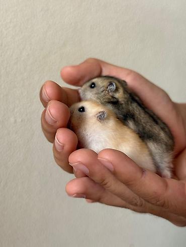 Хомяки: Карликовые хомячки (джунгарики). Два окраса: - песочный (кремово‑рыжий — 5