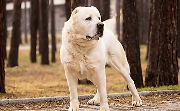 лабрадор бишкек: Алабай, 5 лет, Самка — 1