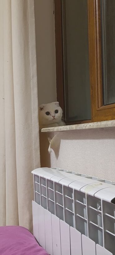 Pişiklər: Şotland, Dişi, Yaxşı əllərə, Ünvandan götürmə, Rayonlara çatdırılma, Pulsuz çatdırılma — 3