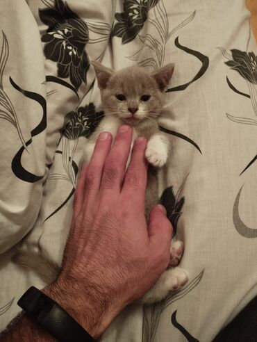 Pişiklər: Dişi, Yaxşı əllərə -da lalafo.az — 7 Pişiklər: Dişi, Yaxşı əllərə — 7