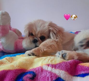 продажа аквариумных рыбок: Pekines, 6 ay, Erkek, Peyvəndli, Ünvandan götürmə