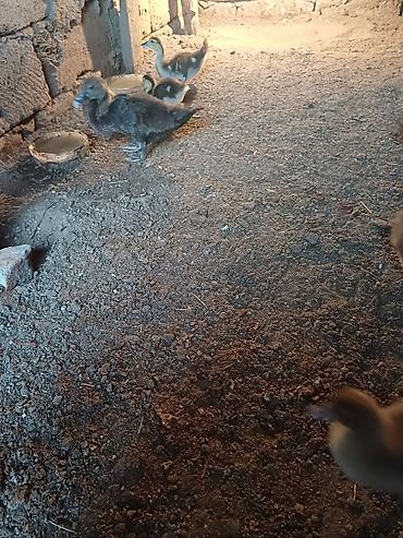 pekin ordəyi: Erkək, Damazlıq, Ünvandan götürmə — 3