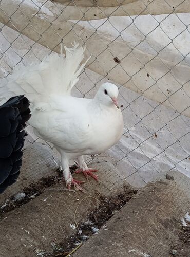 Göyərçinlər: Məhsul: Bəzək üçün fiqurlu göyərçinlər - Növ: Quyruğu geniş, yelpik — 6