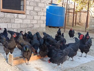 Toyuqlar: Təzə Alman Avstralorp Yumurtaları – Cavan və Sağlam! Yumurtalar -da lalafo.az — 10 Toyuqlar: Təzə Alman Avstralorp Yumurtaları – Cavan və Sağlam! Yumurtalar — 10