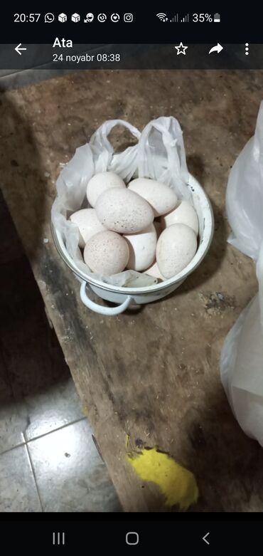 kanada sortu hinduska in Azərbaycan | HINDUŞKALAR: Kurt hinduşka bronza sortu satılır.16 yumurta ilə