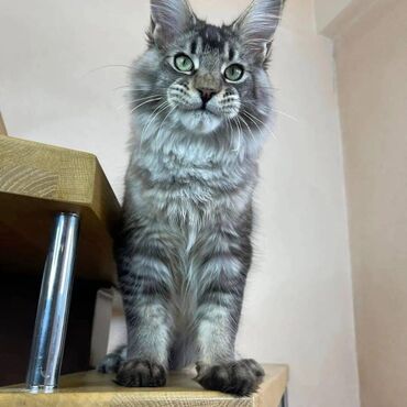 Other: Maine coon Kittens για δωρεάν υιοθεσία Προσφέρουμε υγιεινά και