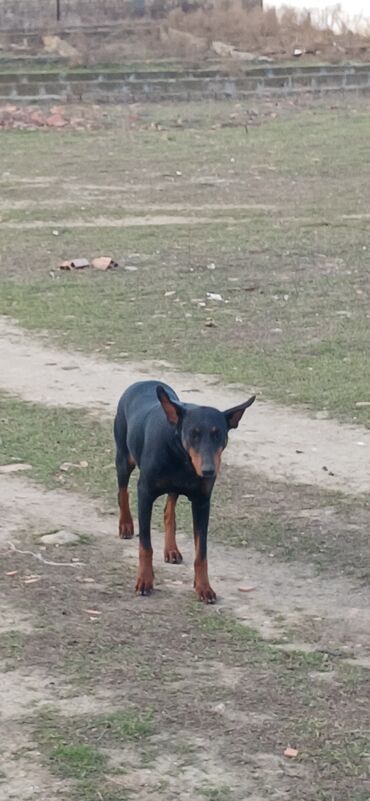 İtlər: Doberman, 10 ay, Dişi, Peyvəndli, Ödənişli çatdırılma — 8