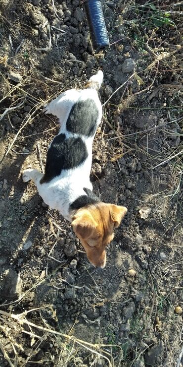 домик для животных: Ягдтерьер, 1 год, Самка, С родословной