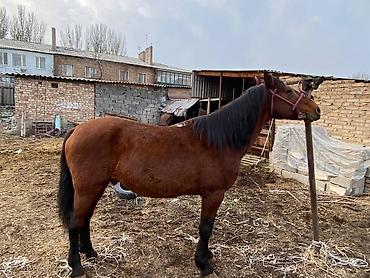 Другие животные: 4 асый . рост 165 улагы бар, казан улак жана жер улак — 2