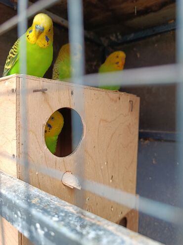 Tutuquşları: Məhsul: Dalmatin/melanik ləkəli naxışlara malik müxtəlif rəngli dalğıç — 5