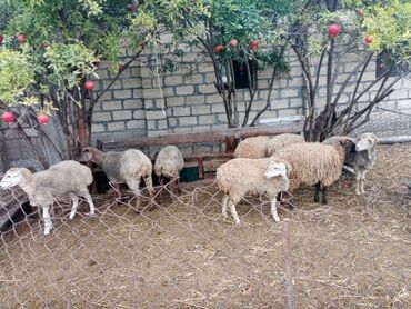 Qoyunlar, qoçlar: Məhsul: Qoyun və inək təsərrüfatı heyvanları - Şəkillərdə fərqli rəng — 10