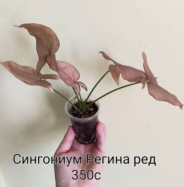 купить домашние цветы в горшках: Детки комнатных растений. Цены и названия на фото. Цены окончательные