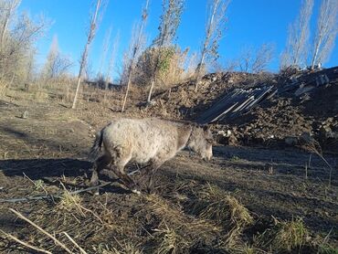 приют животных: Понинин кулуну сатылат Баасы келишим турдо эркек кулун