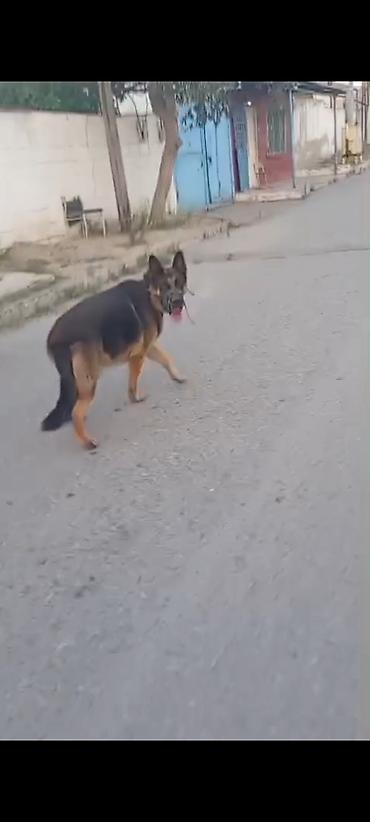 kiçik heyvanlar: Alman çoban iti, 5 il, Erkək, Cütləşmə üçün — 2