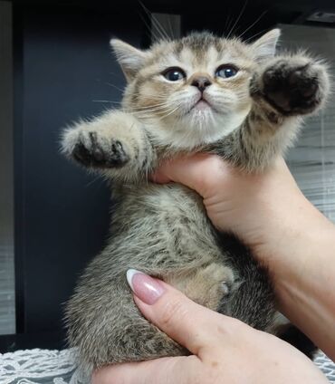лысый кот сфинкс: Продается очень красивая чистокровная шотландская девочка.С отличными
