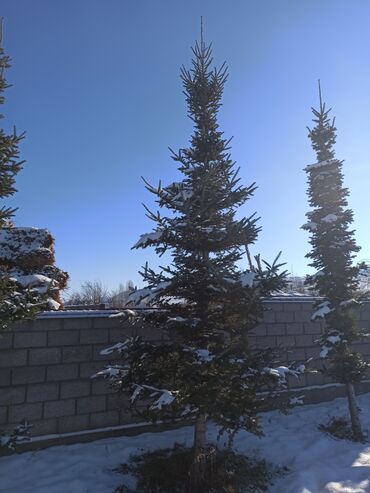 Декоративные деревья: Саженцы деревьев: Ели — 6