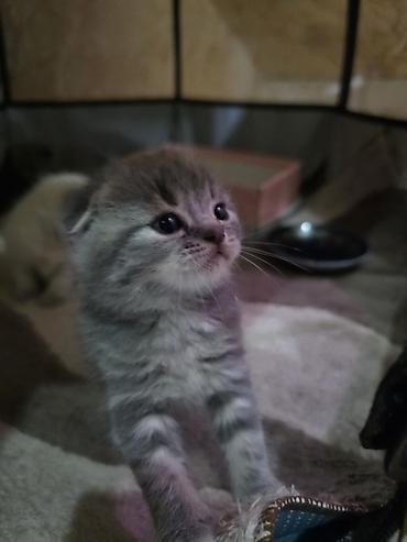 Pişiklər: Britan — 3