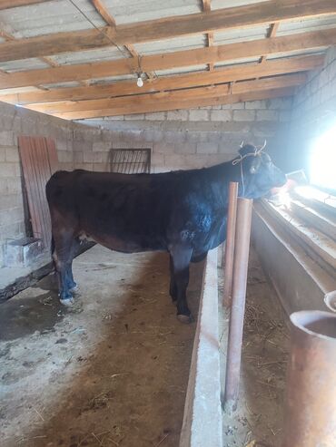 домик для кошки многоуровневый: Продаю | Бык (самец) | На откорм | Привязанные