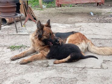 Собаки: Продаю самостоятельных щенков немецкой овчарки 2.5 месяца . Есть все