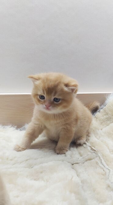 кот мальчик: Шотландские котята! Мальчики.Родились 23.02 Просьба не звонить! Пишите
