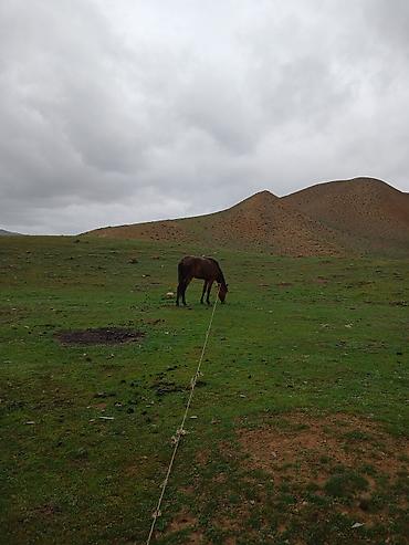 cins keciler: At minik/iş atı - Növ: at (minik və yükləmə işləri üçün uyğundur) - — 1