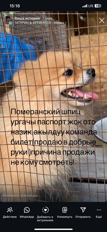 сколько стоит черепаха маленькая в бишкеке: Шпиц, 1 год, Самец, С прививкой