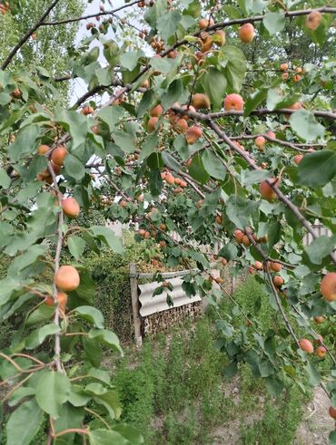 пакеты для пельменей: Карабалта, продаю абрикос -курагу, на компот, варенье, или просто