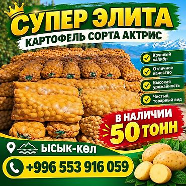 продаю кукурузы: Картошка Оптом — 1