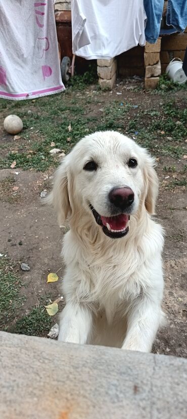 pitbull it: Retriever, 11 ay, Erkek, Cütləşmə üçün, Pulsuz çatdırılma
