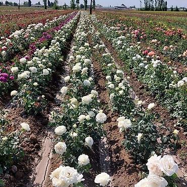 Роза: Продаю саженцы роз.Вьющийсяминирозы .куставые — 6