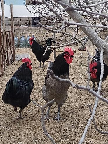 Xoruzlar: Məhsul: Safqan xoruzlar Təsvir:Təmiz qan Alman astralop cins — 7