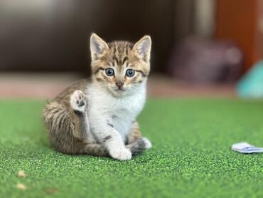 британский кот: Котенок мальчик ищет дом Милый малыш нуждается в семье Отдам в